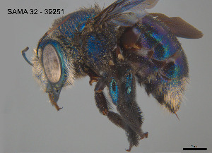  ( - SAMA 32-39251)  @11 [ ] CreativeCommons Attribution NonCommercial ShareAlike (2025) Remko Leijs South Australian Museum