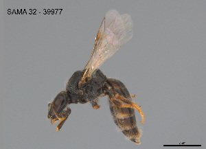  ( - SAMA 32-39977)  @11 [ ] CreativeCommons Attribution NonCommercial ShareAlike (2025) Remko Leijs South Australian Museum