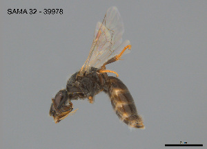  ( - SAMA 32-39978)  @11 [ ] CreativeCommons Attribution NonCommercial ShareAlike (2025) Remko Leijs South Australian Museum