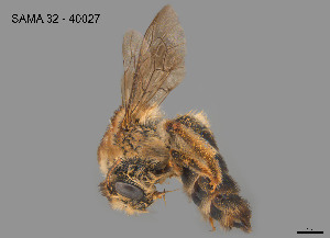  (Paracolletini - SAMA 32-40027)  @11 [ ] CreativeCommons Attribution NonCommercial ShareAlike (2024) Remko Leijs South Australian Museum