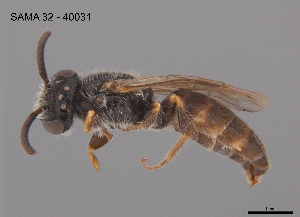  (Euhesma sp. CR1 - SAMA 32-40031)  @11 [ ] CreativeCommons Attribution NonCommercial ShareAlike (2025) Remko Leijs South Australian Museum