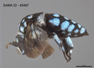  (Thyreus cf. caeruleopunctatus - SAMA 32-40467)  @11 [ ] CreativeCommons Attribution NonCommercial ShareAlike (2025) Remko Leijs South Australian Museum