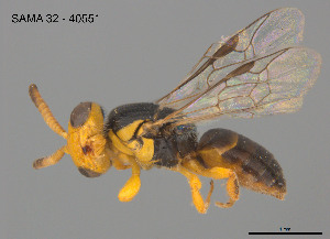  ( - SAMA 32-40551)  @11 [ ] CreativeCommons Attribution NonCommercial ShareAlike (2025) Remko Leijs South Australian Museum