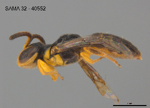  ( - SAMA 32-40552)  @11 [ ] CreativeCommons Attribution NonCommercial ShareAlike (2025) Remko Leijs South Australian Museum