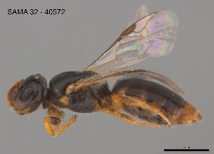  (Euhesma sp. W68 - SAMA 32-40572)  @11 [ ] CreativeCommons Attribution NonCommercial ShareAlike (2025) Remko Leijs South Australian Museum