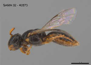  ( - SAMA 32-40573)  @11 [ ] CreativeCommons Attribution NonCommercial ShareAlike (2025) Remko Leijs South Australian Museum