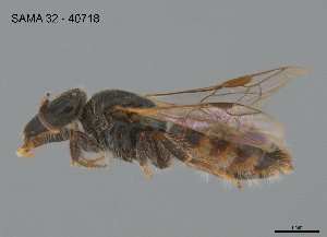  (Euhesma scoparia - SAMA 32-40718)  @11 [ ] CreativeCommons Attribution NonCommercial ShareAlike (2025) Remko Leijs South Australian Museum