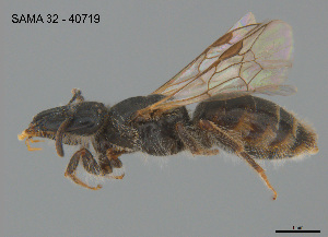  ( - SAMA 32-40719)  @11 [ ] CreativeCommons Attribution NonCommercial ShareAlike (2025) Remko Leijs South Australian Museum