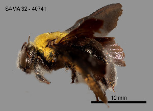  (Xylocopa parvula - SAMA 32-40741)  @11 [ ] CreativeCommons Attribution NonCommercial ShareAlike (2025) Remko Leijs South Australian Museum