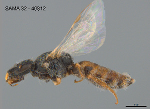  (Euhesma sp. CH49 - SAMA 32-40812)  @11 [ ] CreativeCommons Attribution NonCommercial ShareAlike (2025) Remko Leijs South Australian Museum