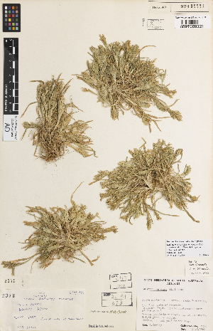  ( - iAF73_dura221)  @11 [ ] CreativeCommons - Attribution Non-Commercial Share-Alike (2014) Hele Vonow State Herbarium of South Australia, PO Box 2732, Kent Town, South Australia 5071, Australia