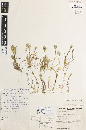 ( - iAF74_dura295)  @11 [ ] CreativeCommons - Attribution Non-Commercial Share-Alike (2014) Hele Vonow State Herbarium of South Australia, PO Box 2732, Kent Town, South Australia 5071, Australia