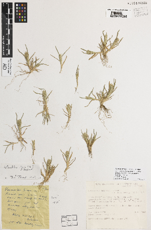  ( - iAF72_dura288)  @11 [ ] CreativeCommons - Attribution Non-Commercial Share-Alike (2014) Hele Vonow State Herbarium of South Australia, PO Box 2732, Kent Town, South Australia 5071, Australia