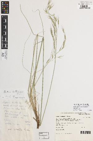  (Festuca benthamiana - iAF66_bent100)  @11 [ ] CreativeCommons - Attribution Non-Commercial Share-Alike (2014) Hele Vonow State Herbarium of South Australia, PO Box 2732, Kent Town, South Australia 5071, Australia
