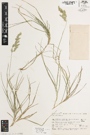  (Poa anceps subsp polyphylla - iAE90_ancep193)  @11 [ ] CreativeCommons - Attribution Non-Commercial Share-Alike (2014) Brendan Lepschi Australian National Herbarium, GPO Box 1600, Canberra, A.C.T. 2601, Australia