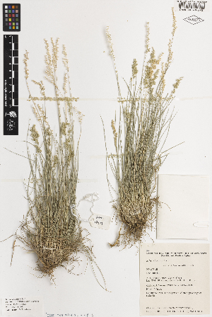  ( - iAH77_suba698)  @11 [ ] CreativeCommons - Attribution Non-Commercial Share-Alike (2014) Brendan Lepschi Australian National Herbarium, GPO Box 1600, Canberra, A.C.T. 2601, Australia