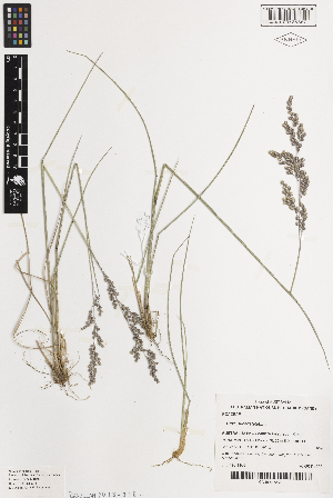  ( - iAH75_suba867)  @11 [ ] CreativeCommons - Attribution Non-Commercial Share-Alike (2014) Brendan Lepschi Australian National Herbarium, GPO Box 1600, Canberra, A.C.T. 2601, Australia
