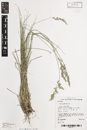  ( - iAH76_suba677)  @11 [ ] CreativeCommons - Attribution Non-Commercial Share-Alike (2014) Brendan Lepschi Australian National Herbarium, GPO Box 1600, Canberra, A.C.T. 2601, Australia