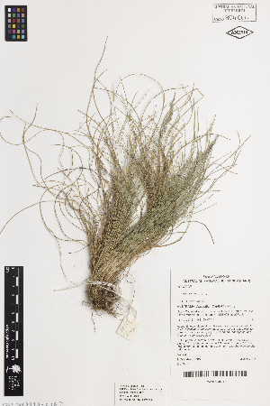  ( - iAH67_indu061)  @11 [ ] CreativeCommons - Attribution Non-Commercial Share-Alike (2014) Brendan Lepschi Australian National Herbarium, GPO Box 1600, Canberra, A.C.T. 2601, Australia