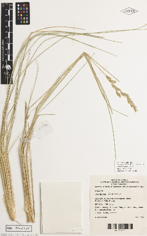  (Poa litorosa - iAH85_lito030)  @11 [ ] CreativeCommons - Attribution Non-Commercial Share-Alike (2014) Brendan Lepschi Australian National Herbarium, GPO Box 1600, Canberra, A.C.T. 2601, Australia