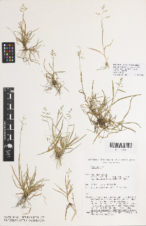  ( - iAG03_annu223)  @11 [ ] CreativeCommons - Attribution Non-Commercial Share-Alike (2014) Josephine Milne National Herbarium of Victoria, Royal Botanic Gardens Melbourne, Private Bag 2000, South Yarra, Victoria 3141, Australia