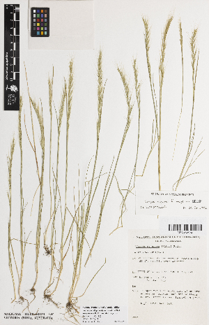  ( - iAE70_myur968)  @11 [ ] CreativeCommons - Attribution Non-Commercial Share-Alike (2014) Josephine Milne National Herbarium of Victoria, Royal Botanic Gardens Melbourne, Private Bag 2000, South Yarra, Victoria 3141, Australia