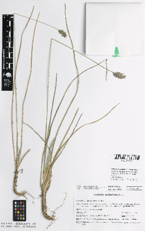  (Sesleria sadleriana - iAH93_sadl927)  @11 [ ] CreativeCommons - Attribution Non-Commercial Share-Alike (2014) Josephine Milne National Herbarium of Victoria, Royal Botanic Gardens Melbourne, Private Bag 2000, South Yarra, Victoria 3141, Australia