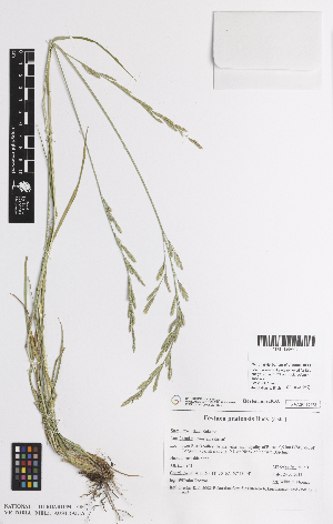  ( - iAG95_prat932)  @11 [ ] CreativeCommons - Attribution Non-Commercial Share-Alike (2014) Josephine Milne National Herbarium of Victoria, Royal Botanic Gardens Melbourne, Private Bag 2000, South Yarra, Victoria 3141, Australia