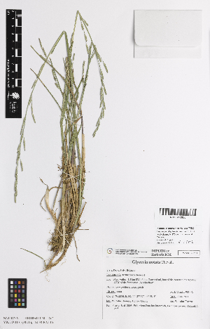  ( - iAE81_nota933)  @11 [ ] CreativeCommons - Attribution Non-Commercial Share-Alike (2014) Josephine Milne National Herbarium of Victoria, Royal Botanic Gardens Melbourne, Private Bag 2000, South Yarra, Victoria 3141, Australia