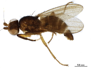  (Pseudopomyza collessi - BIOUG46308-D07)  @11 [ ] CreativeCommons - Attribution (2020) CBG Photography Group Centre for Biodiversity Genomics