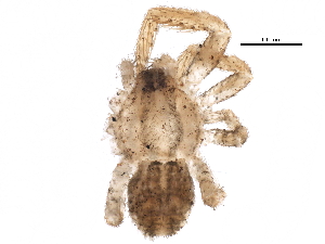  (Stephanopis - BIOUG15925-D01)  @14 [ ] CreativeCommons - Attribution (2015) CBG Photography Group Centre for Biodiversity Genomics