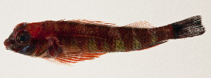  (Enneapterygius randalli - AUST-410)  @11 [ ] CreativeCommons  Attribution Non-Commercial (by-nc) (2013) Unspecified Smithsonian Institution National Museum of Natural History