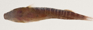  (Propherallodus - AUST-532)  @11 [ ] CreativeCommons  Attribution Non-Commercial (by-nc) (2013) Unspecified Smithsonian Institution National Museum of Natural History