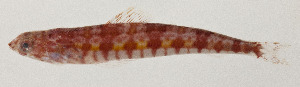  (Synodus capricornis - AUST-581)  @11 [ ] CreativeCommons  Attribution Non-Commercial (by-nc) (2013) Unspecified Smithsonian Institution National Museum of Natural History