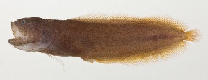  (Alionematichthys piger - AUST-072)  @11 [ ] CreativeCommons  Attribution Non-Commercial (by-nc) (2013) Unspecified Smithsonian Institution National Museum of Natural History