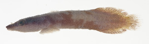  (Lepadichthys frenatus - AUST-037)  @11 [ ] CreativeCommons  Attribution Non-Commercial (by-nc) (2013) Unspecified Smithsonian Institution National Museum of Natural History