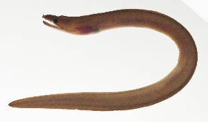  (Enchelycore schismatorhynchus - AUST-100)  @11 [ ] CreativeCommons  Attribution Non-Commercial (by-nc) (2013) Unspecified Smithsonian Institution National Museum of Natural History
