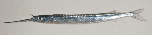  (Hemiramphus depauperatus - AUST-395)  @11 [ ] CreativeCommons  Attribution Non-Commercial (by-nc) (2013) Unspecified Smithsonian Institution National Museum of Natural History