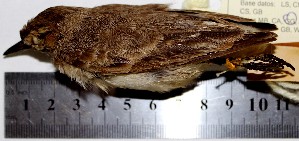  (Geositta peruviana - MUSM-Orn-00071)  @11 [ ] Copyright (2014) Unspecified Museo de Historia Natural