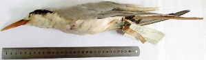 (Thalasseus elegans - MUSM-Orn-02060)  @11 [ ] Copyright (2014) Unspecified Museo de Historia Natural