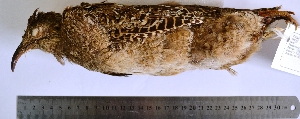  (Nothoprocta taczanowskii - MUSM-Orn-05917)  @11 [ ] Copyright (2014) Unspecified Museo de Historia Natural