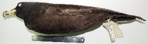  (Procellaria aequinoctialis - MUSM-Orn-09886)  @11 [ ] Copyright (2014) Unspecified Museo de Historia Natural