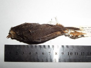  (Scytalopus unicolor - MHNSM MUSM-Orn-09892)  @12 [ ] Copyright (2014) Unspecified Museo de Historia Natural