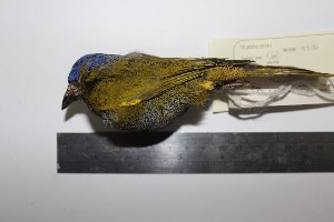 ( - MHNSM MUSM-Orn-09906)  @11 [ ] Copyright (2014) Unspecified Museo de Historia Natural