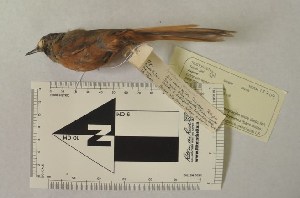  (Synallaxis zimmeri - MHNSM MUSM-Orn-12704)  @11 [ ] Copyright (2014) Unspecified Museo de Historia Natural