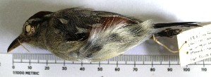  (Herpsilochmus rufimarginatus - MUSM-Orn-14744)  @11 [ ] Copyright (2014) Unspecified Museo de Historia Natural