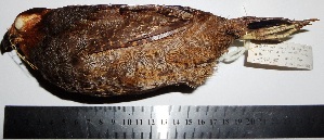  (Odontophorus gujanensis - MUSM-Orn-15400)  @11 [ ] Copyright (2014) Unspecified Museo de Historia Natural