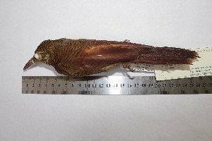  (Dendrocolaptes certhia - MHNSM MUSM-Orn-15554)  @11 [ ] Copyright (2014) Unspecified Museo de Historia Natural