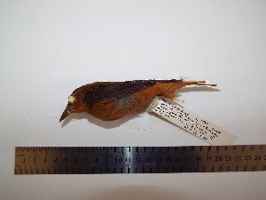  (Philydor pyrrhodes - MHNSM MUSM-Orn-15567)  @11 [ ] Copyright (2014) Unspecified Museo de Historia Natural
