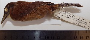  ( - MHNSM MUSM-Orn-15664)  @11 [ ] Copyright (2014) Unspecified Museo de Historia Natural